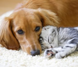 Thomas stofzuigers - Kat en hond knuffelen