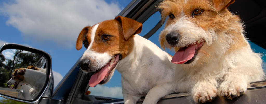 Honden uit een autoraam